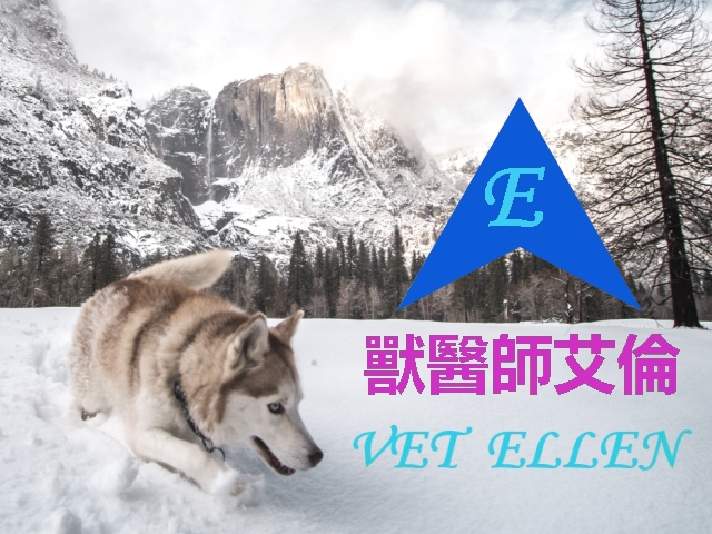 【台北】獸醫師艾倫 VetEllen,高雄網站設計,高雄網路行銷,高雄網頁設計,MES智能報工